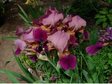 ��� 1001 ����