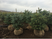��� ������� 'Glauca'    Kaibab,  Misty Blue 100-125��. ���/�����/�����- 1200 ������ .