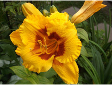 ��� �������.JPG