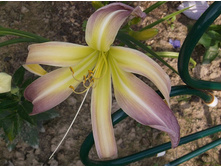 �������� ���� �������