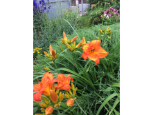 ����� ���