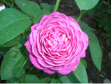 ���� Heidi Klum.JPG