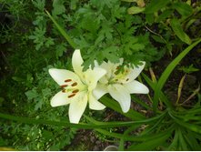 ����������� 089.jpg