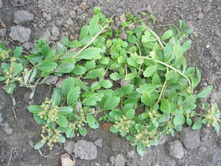 ������ ���������.JPG