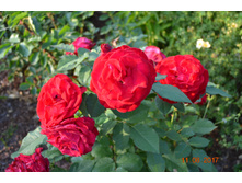 ���� ������