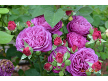 ����� ���� No2 �� �������. ��������� ����������.