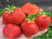 ��������� ������, 50���..jpg