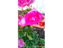 IMG 20170725 193546 HDR.jpg