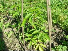 ���������� ������.JPG