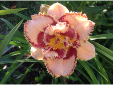 �������� �����