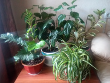 IMG 20170818 141137.jpg