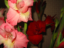 IMG 5433.JPG
