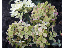 ��������� ����������� ������ ���� Rencolor