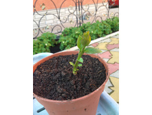 ��� ��������