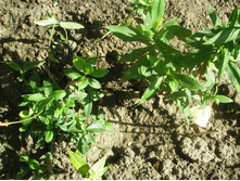 ����� �������������.JPG