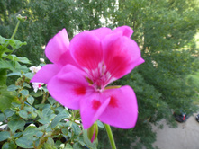 P1060370.JPG ����������� ����������