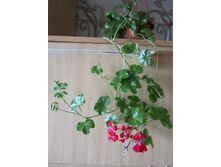 ���������� 001.jpg