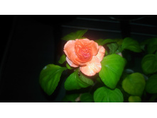 P 20170803 130648.jpg