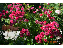 ���� ����������� (Schone Koblenzerin) ������