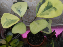 Ficus Triangularis Yellow variegated.