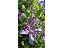 IMG 20170818 085253.jpg