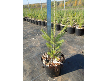 ����� �������������� | Abies balsamea 35-50�� �3 - 200 ������