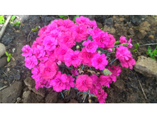 P 20160611 114811.jpg