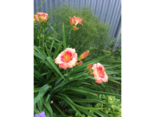 ���������� �����