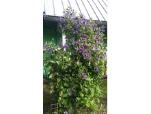 IMG 20170818 085230.jpg