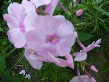 ����������� 098.jpg