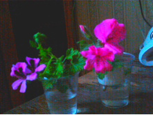 ������� ��������(������ 2017 �)