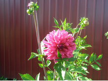 ������� No5 ������ ����.JPG