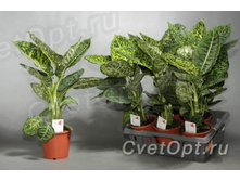 ����������� ���������