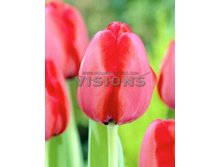 ������� ��� �������.jpg