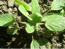 ������ ���������?.JPG