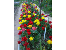 ��� ������� 884