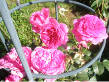 ������� �� �������?.JPG