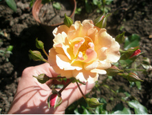 ���� Jazz.JPG