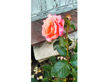 IMG 20170725 193402 HDR.jpg