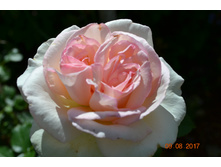 ���� ����