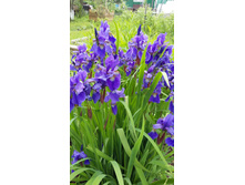 11-120 ���. �����.jpg