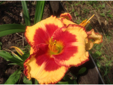 ���� �����