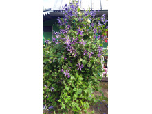 IMG 20170818 085153.jpg