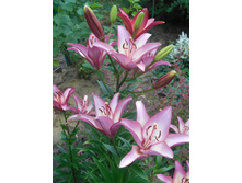 ����� ��������� �������� 100 ���.