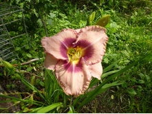 ����������� 092.jpg