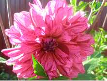 ������� No5 ������ ����.JPG