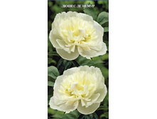 ���� ����� �� �����.jpg