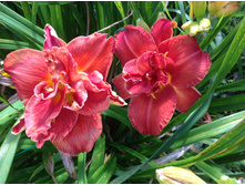 ����� �����