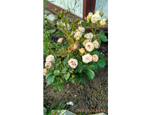 IMG 20170725 193510 HDR.jpg