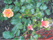 ���� Jazz.JPG